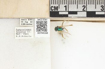 Media type: image;   Entomology 794168 Aspect: Labels